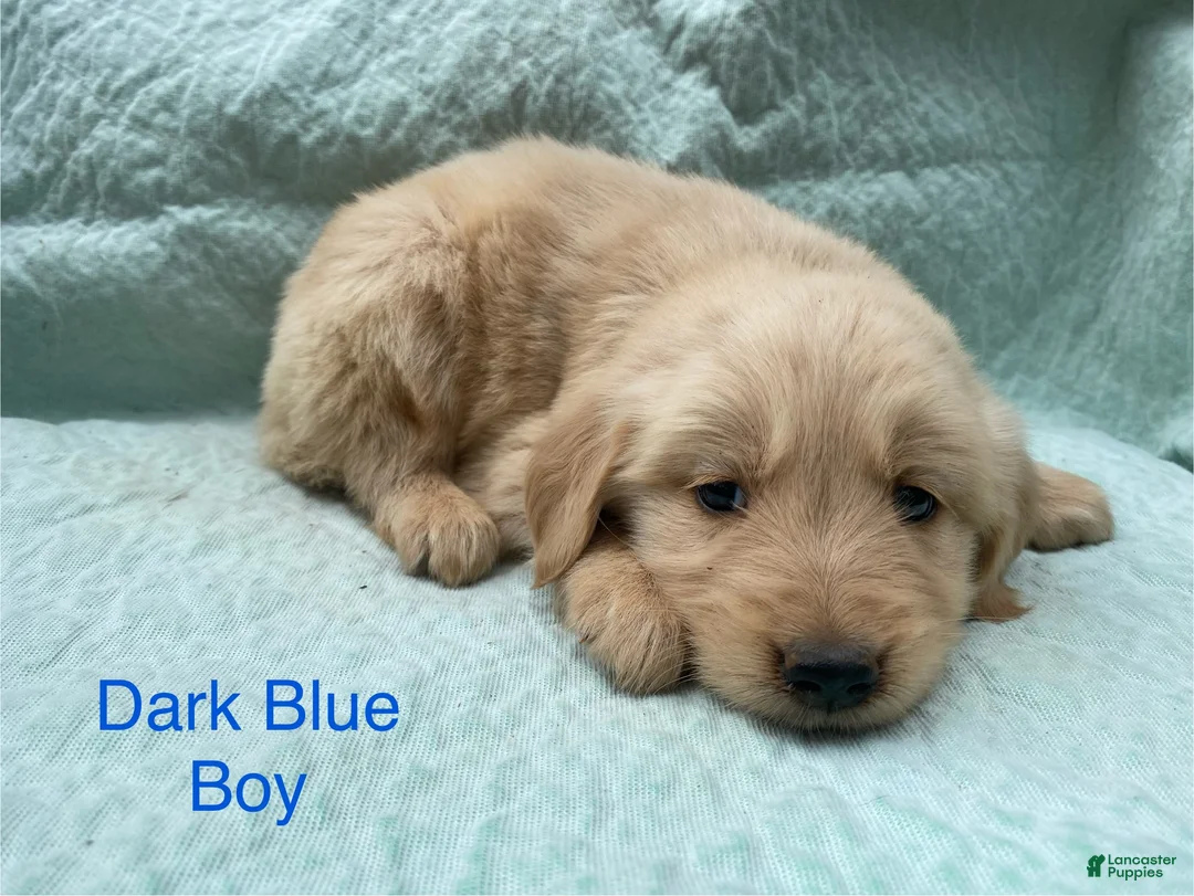 Golden Retriever dogs for sale: Golden Retriever dark blue boy - Ad 1