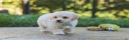 Maltipoo dogs for sale: Finley - Ad 5