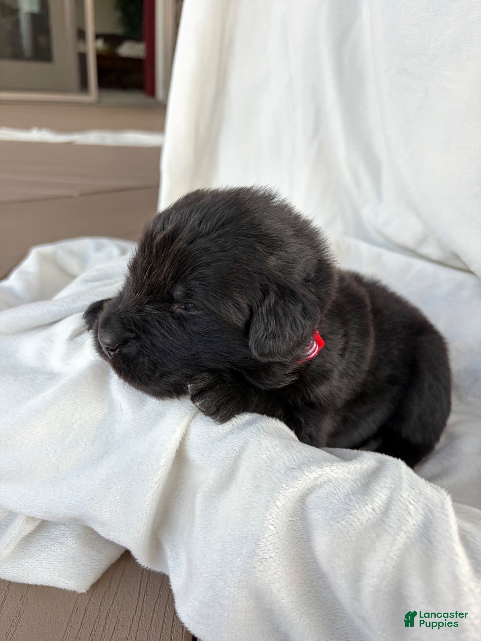 Newfoundland dogs Diesel  - Ad 1