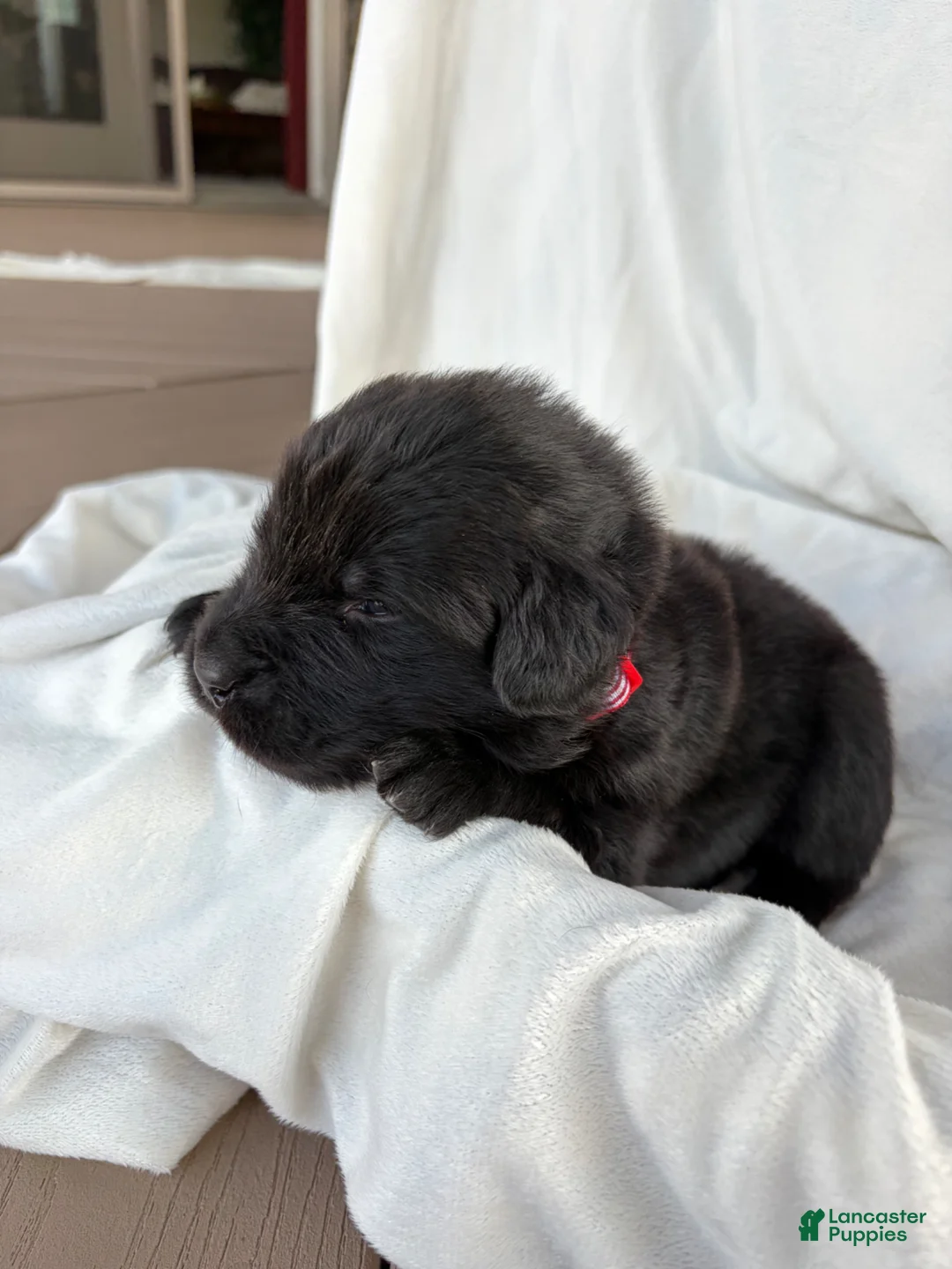 Newfoundland dogs for sale: Diesel  - Ad 1