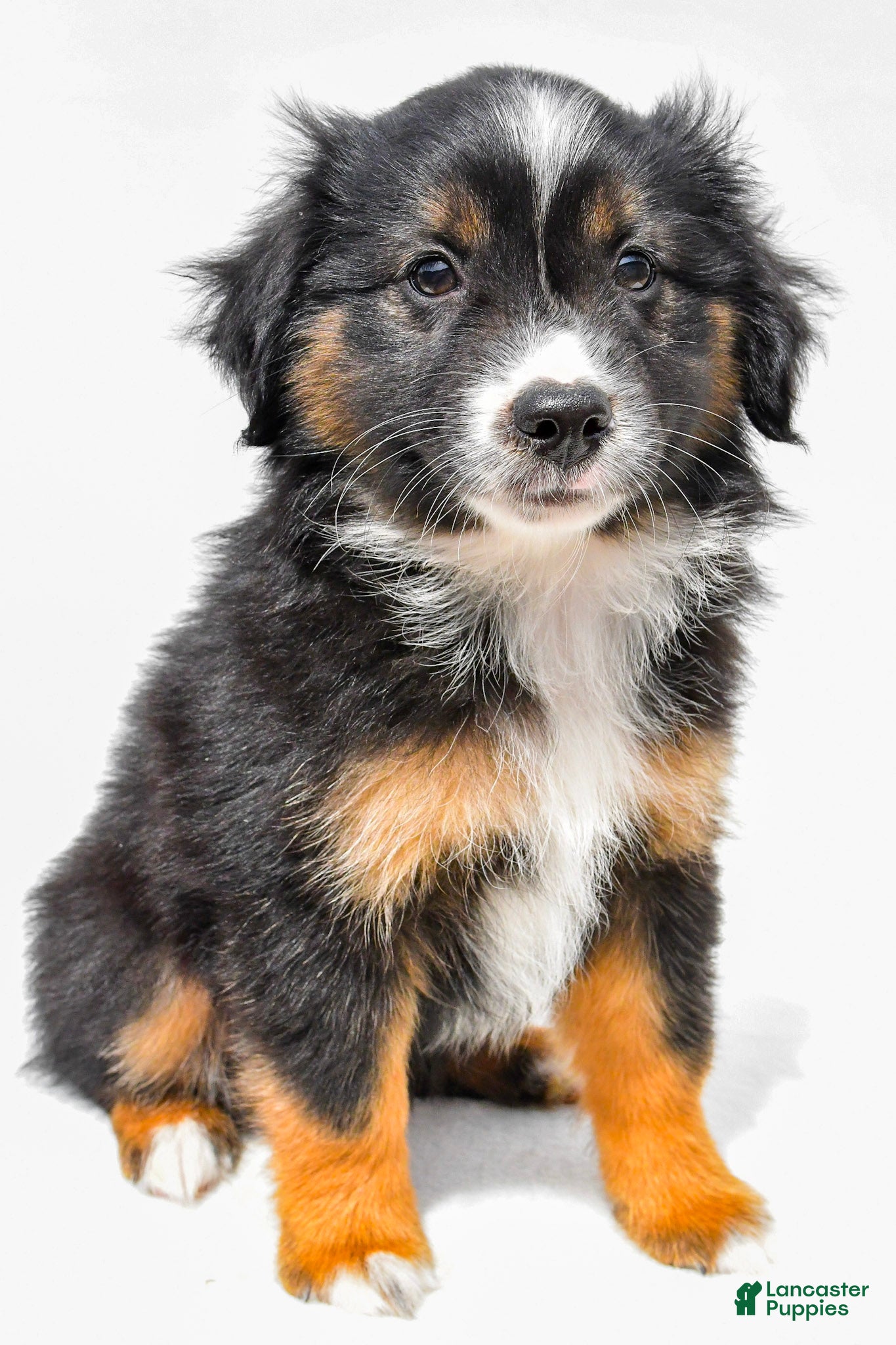 Miniature Australian Shepherd dogs Eileen - Ad 2