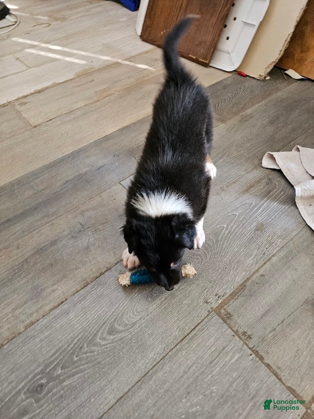 Australian Shepherd dogs for sale: Half n' Half - Ad 5