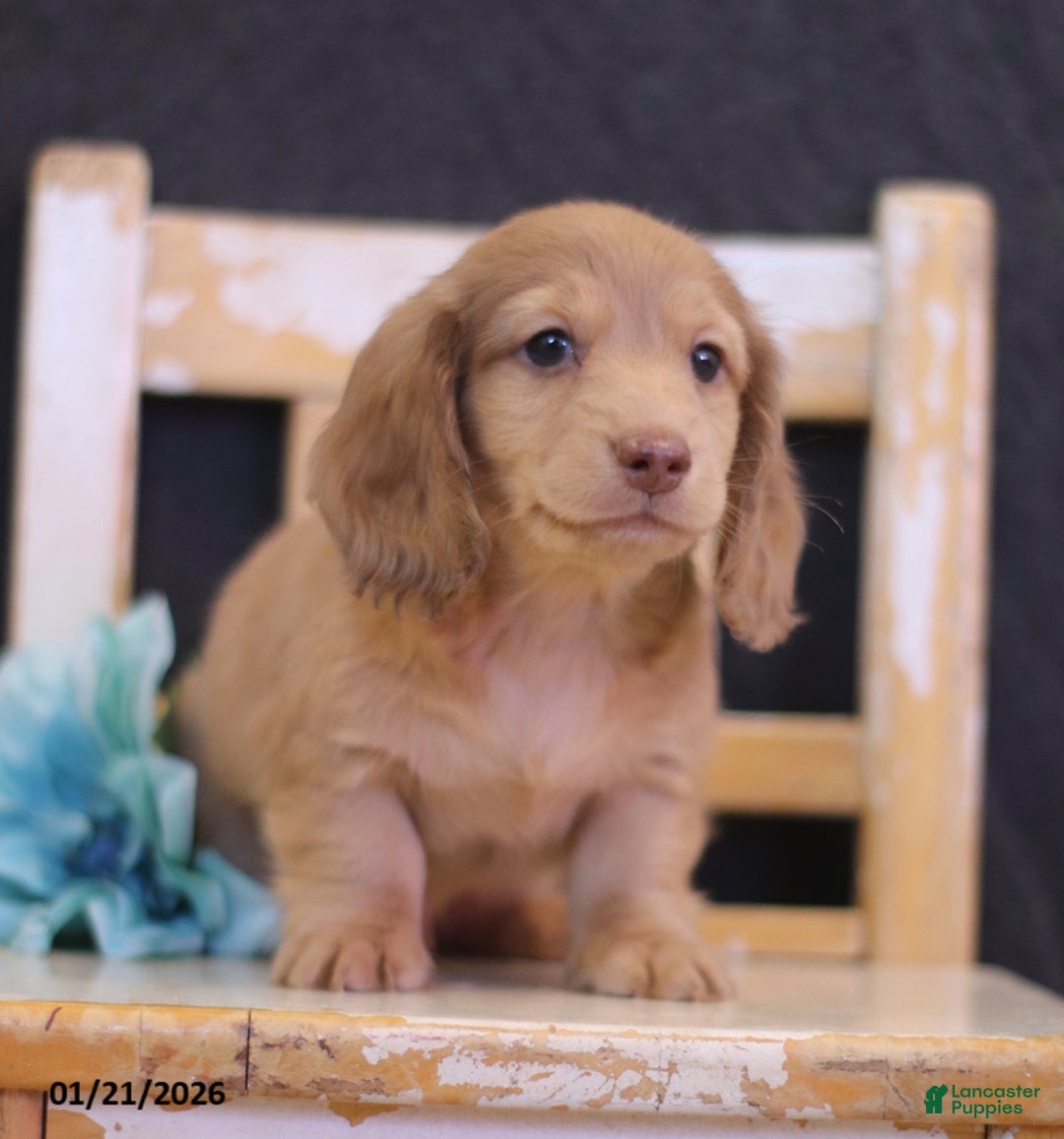 Miniature Dachshund dogs for sale: Wade - Ad 1