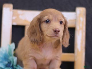 Miniature Dachshund dogs Wade - Ad 11