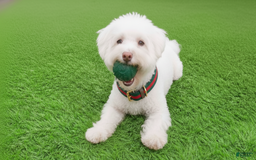 Maltipoo dogs for sale: BEAR - Image 2