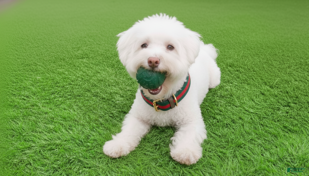 Maltipoo dogs for sale: BEAR - Image 2