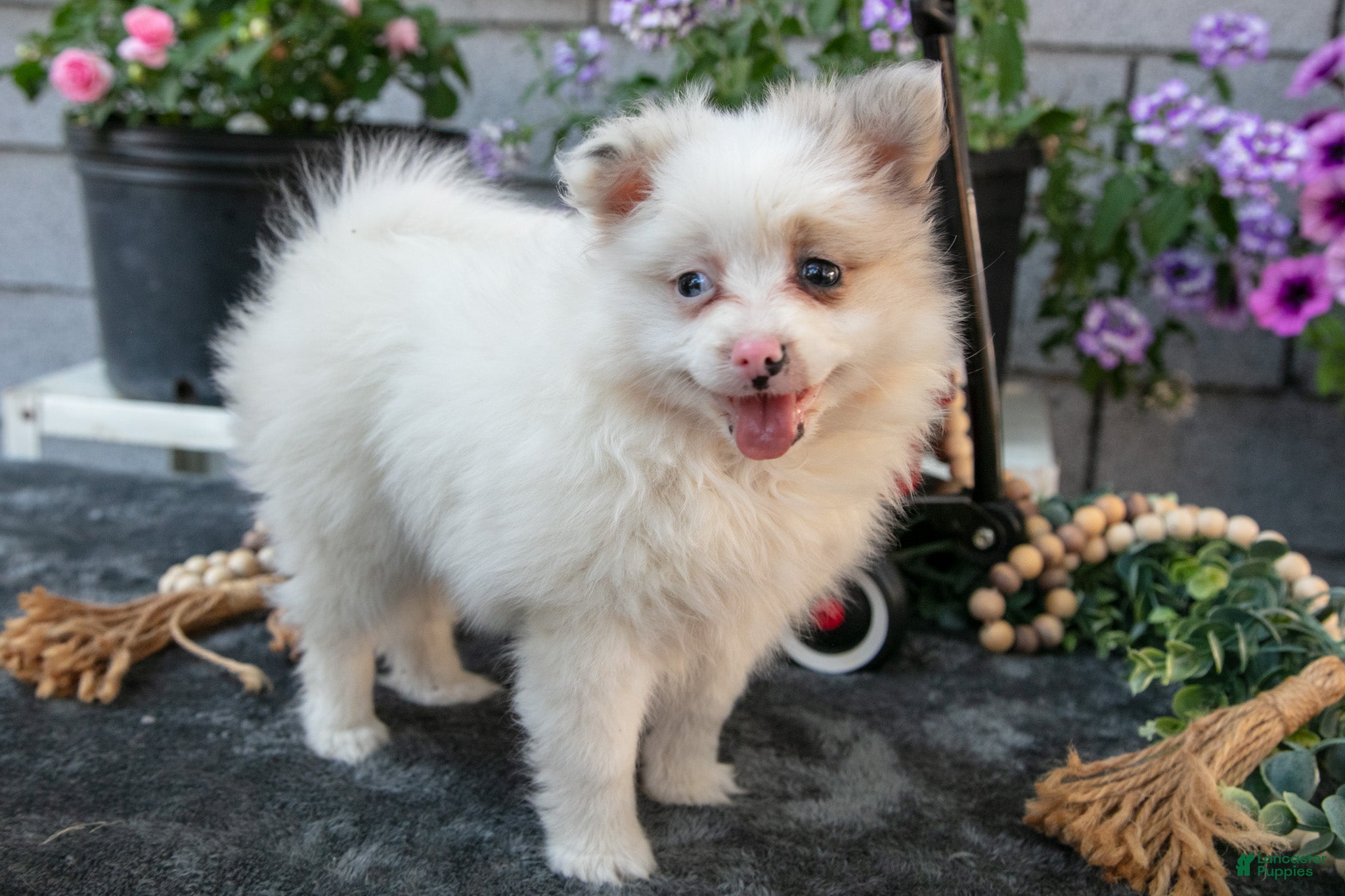 Pomeranian dogs Fluffy - Ad 1