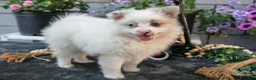 Pomeranian dogs for sale: Fluffy - Ad 1