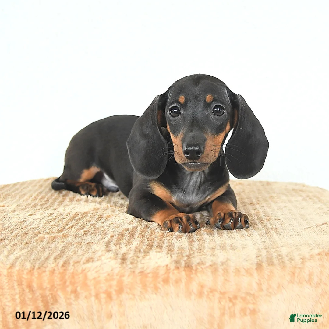 Miniature Dachshund dogs for sale: Scamper - Ad 5