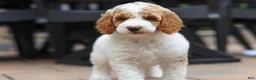 Standard Poodle dogs for sale: Blossom - Ad 5