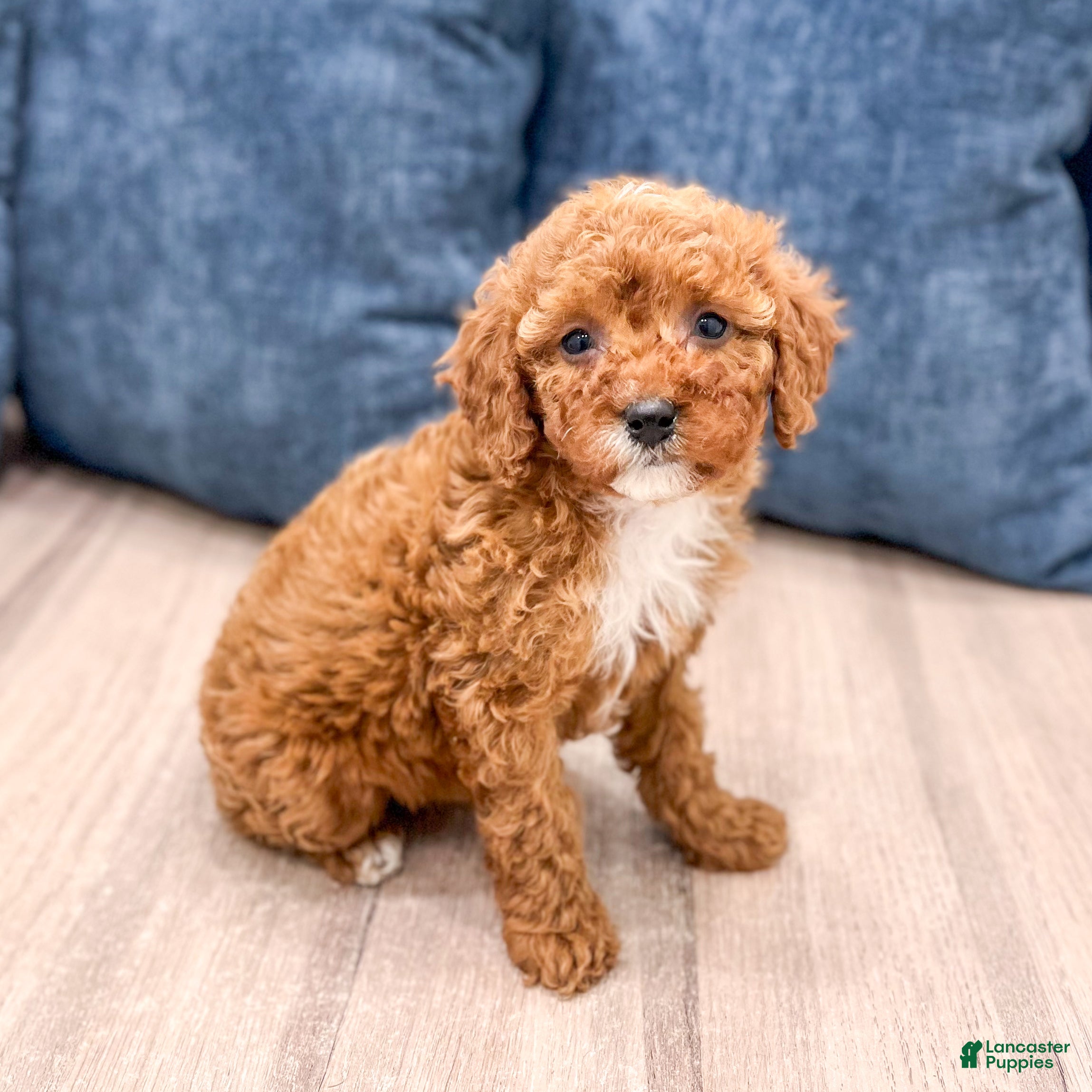 Miniature Poodle dogs Rose - Ad 1