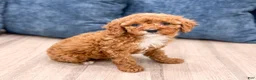 Miniature Poodle dogs for sale: Rose - Ad 1