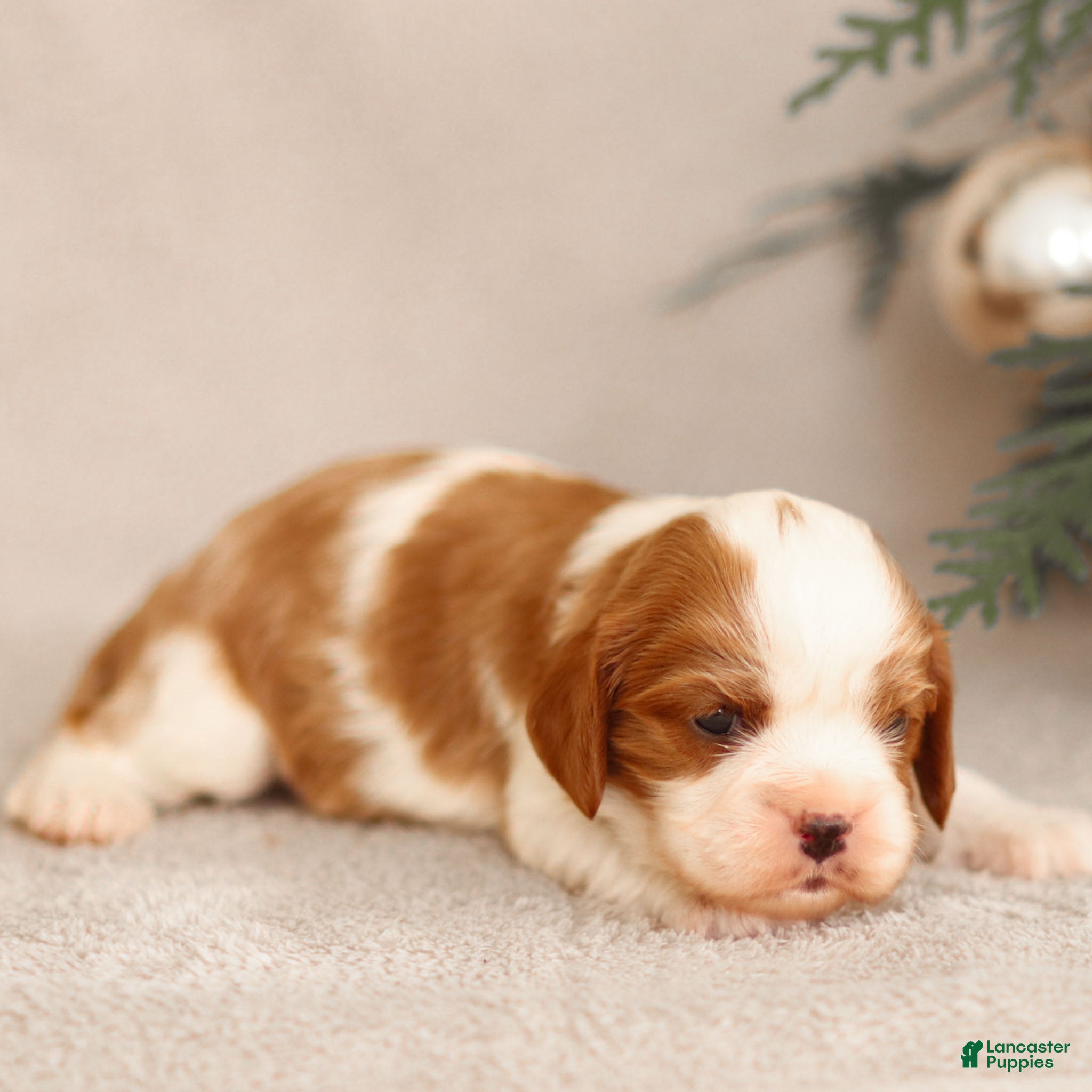 Cavalier King Charles Spaniel dogs Liam - Ad 33