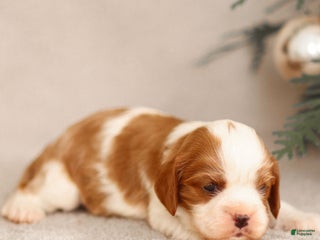 Cavalier King Charles Spaniel dogs Liam - Ad 33