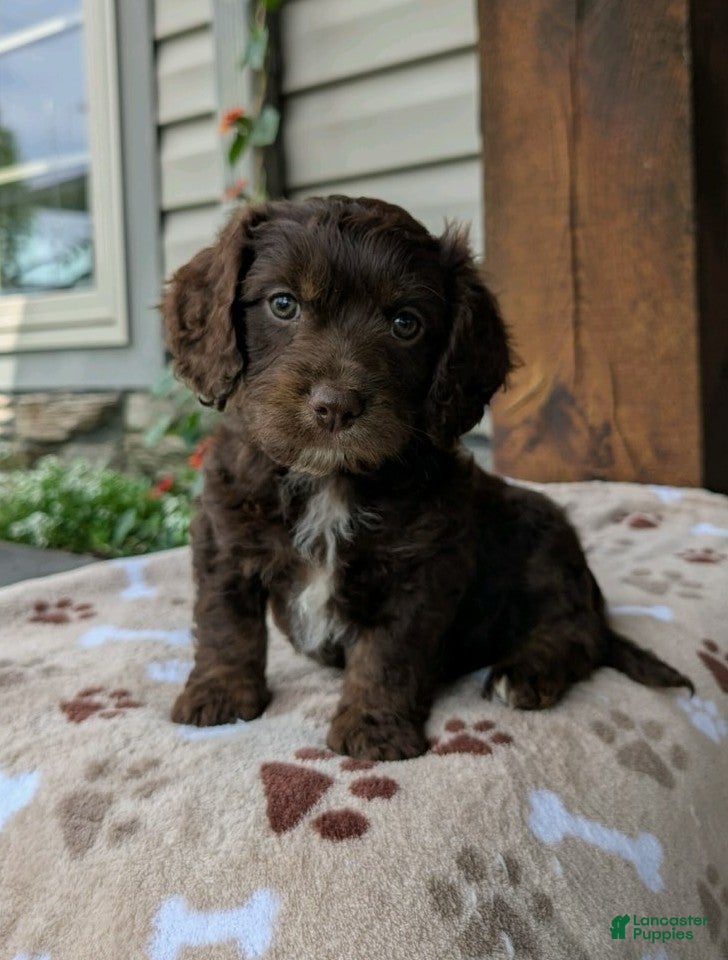 Cavapoo dogs Corrie - Ad 2