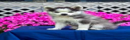 Pomsky dogs for sale: Scout - Ad 6