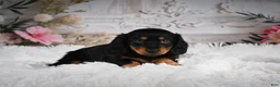Miniature Dachshund dogs for sale: AKC-Alice - Ad 5