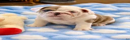 English Bulldog dogs for sale: Blue eyed girl - Ad 2