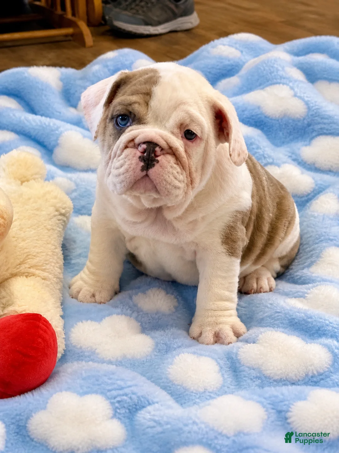 English Bulldog dogs for sale: Blue eyed girl - Ad 2