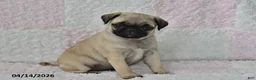 Pug dogs for sale: Jessica - Ad 2