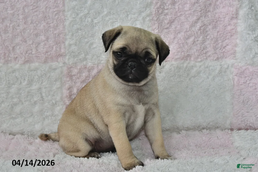 Pug dogs for sale: Jessica - Ad 2