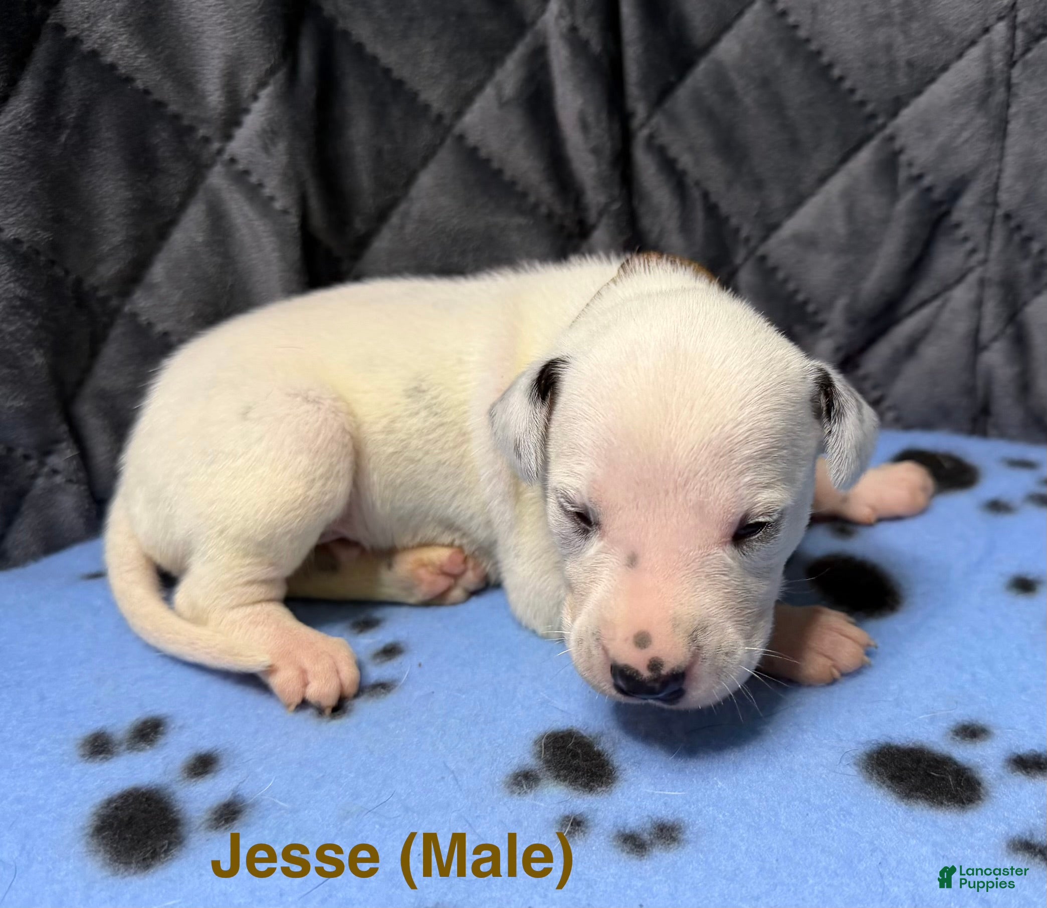 Dalmatian dogs for sale: Hazard - Ad 4