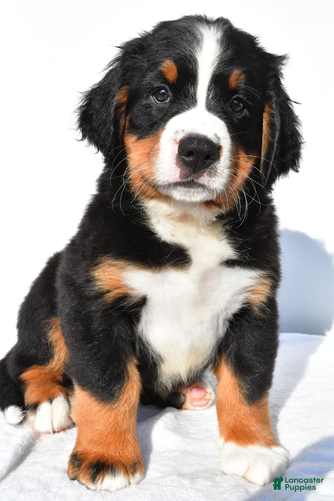 Bernese Mountain Dog dogs Patrick - Ad 1