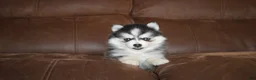 Pomsky dogs for sale: Daisy READY NOW - Ad 7