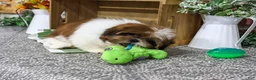 Shih Tzu dogs for sale: Larkspur - Ad 4