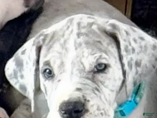 Great Dane dogs Lenard - Ad 38