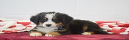 Bernese Mountain Dog dogs for sale: Forest - Ad 2