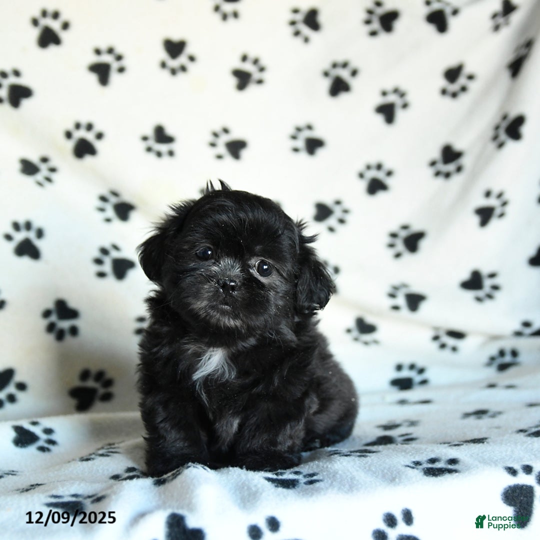Shih Tzu dogs for sale: Noel - Ad 1