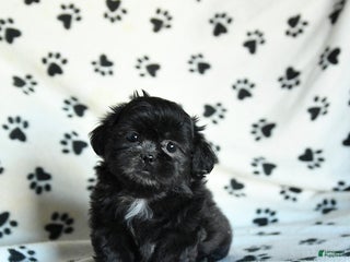 Shih Tzu dogs Noel - Ad 5