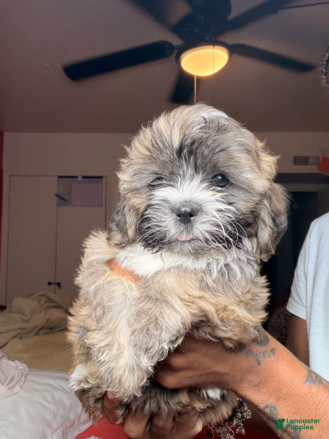 Shihpoo dogs for sale: Shihpoo Puppy 1 - Ad 2