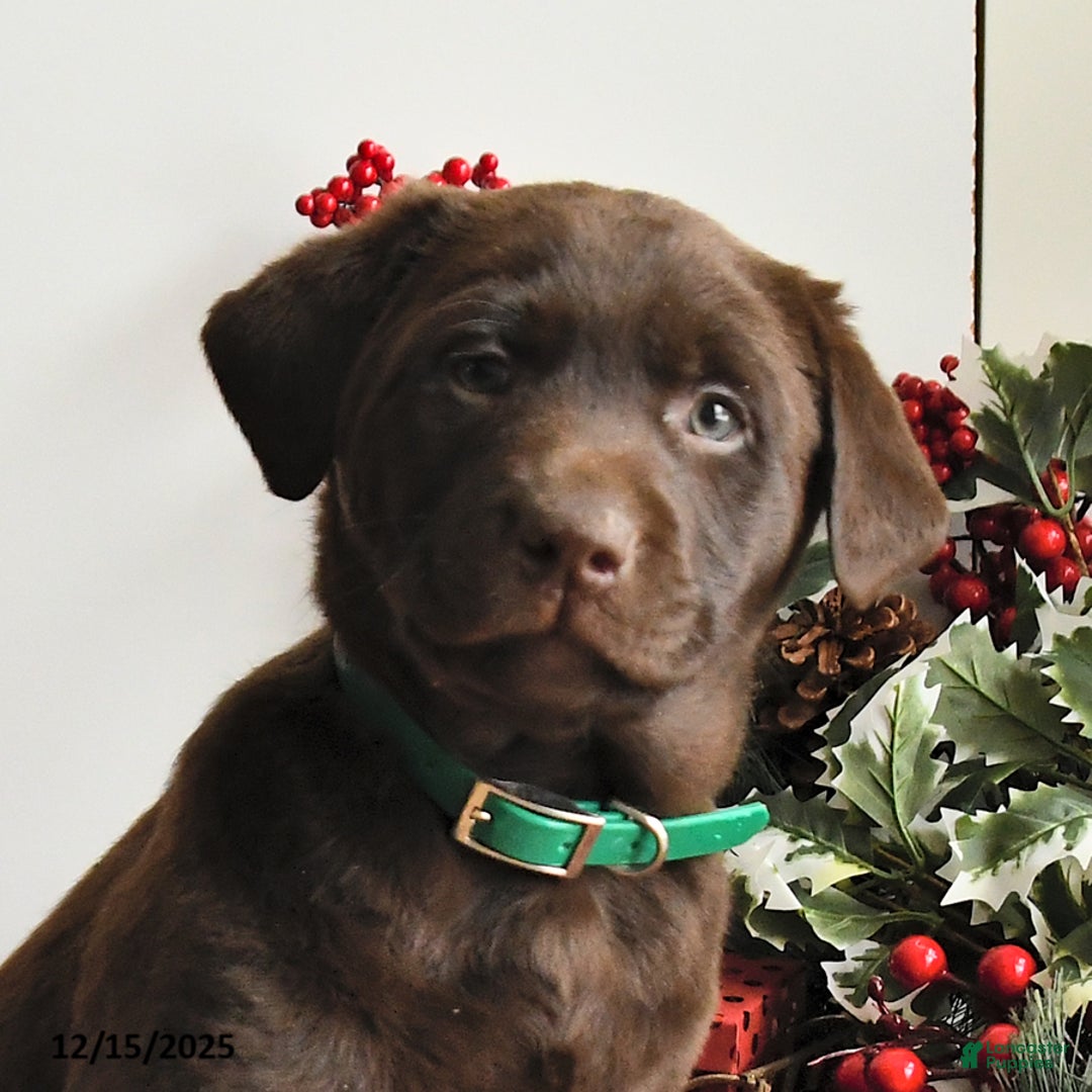 Labrador Retriever dogs for sale: Shelby - Ad 2