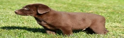 Labrador Retriever dogs for sale: Jackson - Ad 11