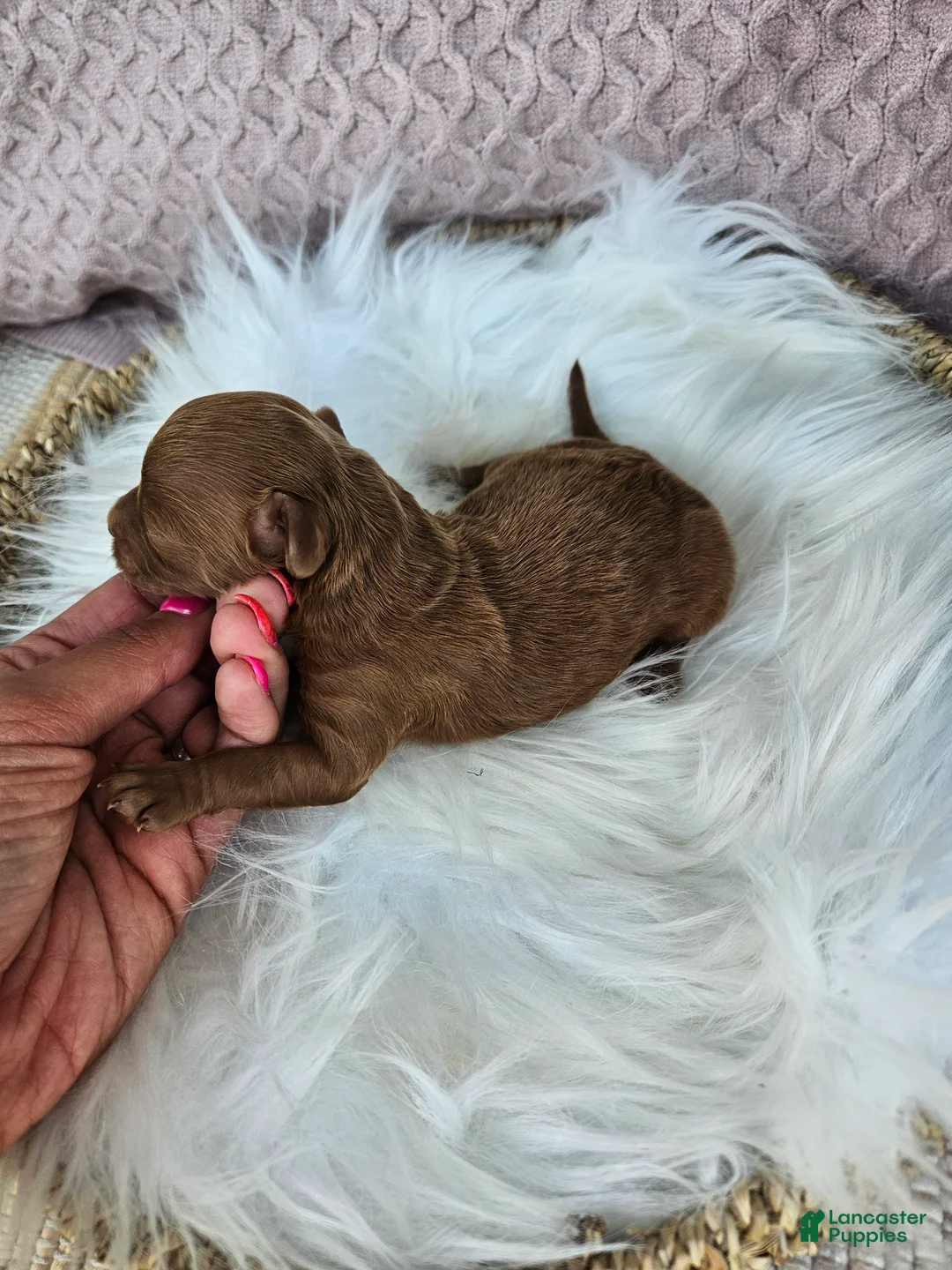 Cavapoo dogs for sale: Jet - Ad 2