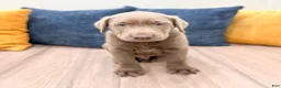 Labrador Retriever dogs for sale: Canyon - Ad 1