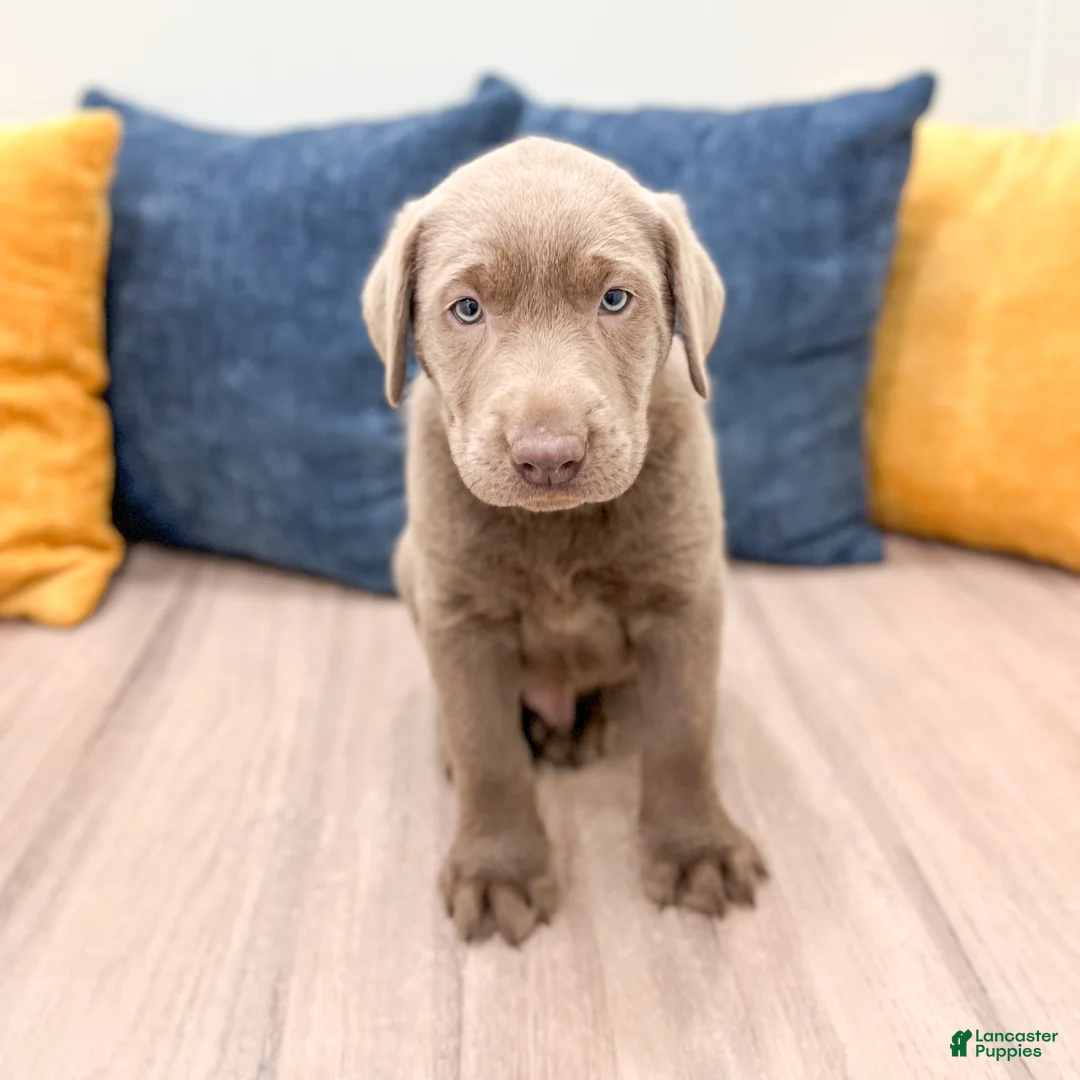 Labrador Retriever dogs for sale: Canyon - Ad 1