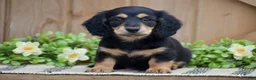 Miniature Dachshund dogs for sale: Lilac - Ad 4