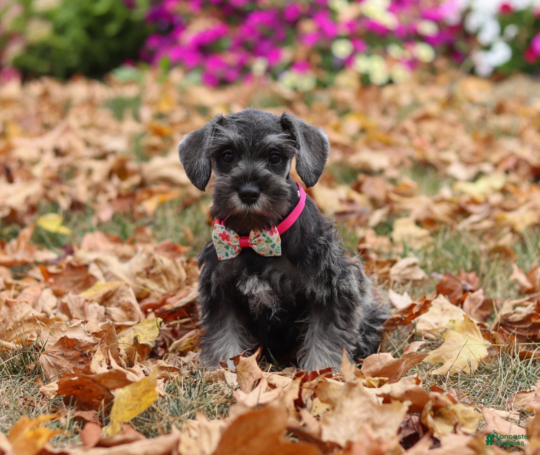 Miniature Schnauzer dogs for sale: Millie - Ad 38