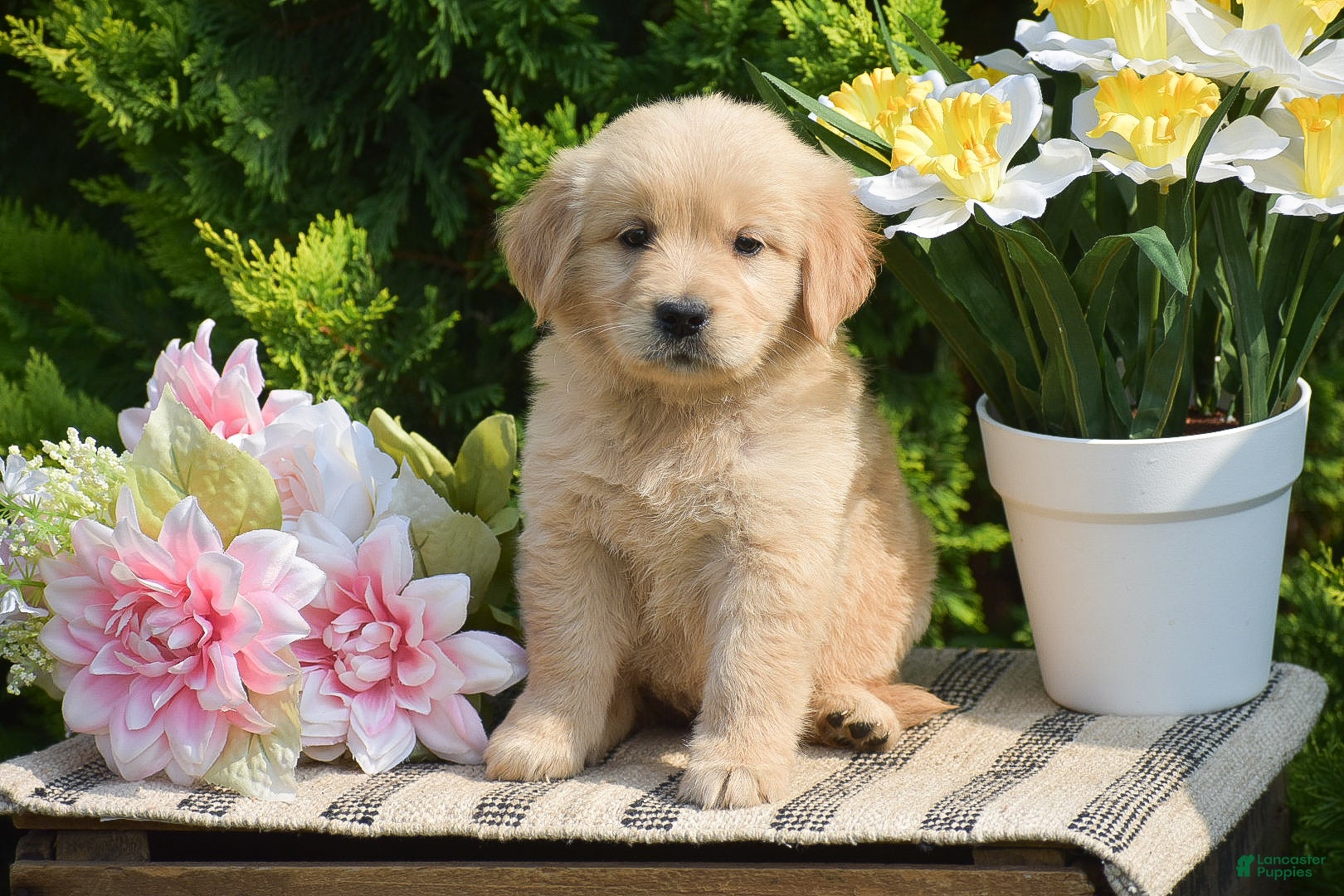 Golden Retriever dogs Fern - Ad 1