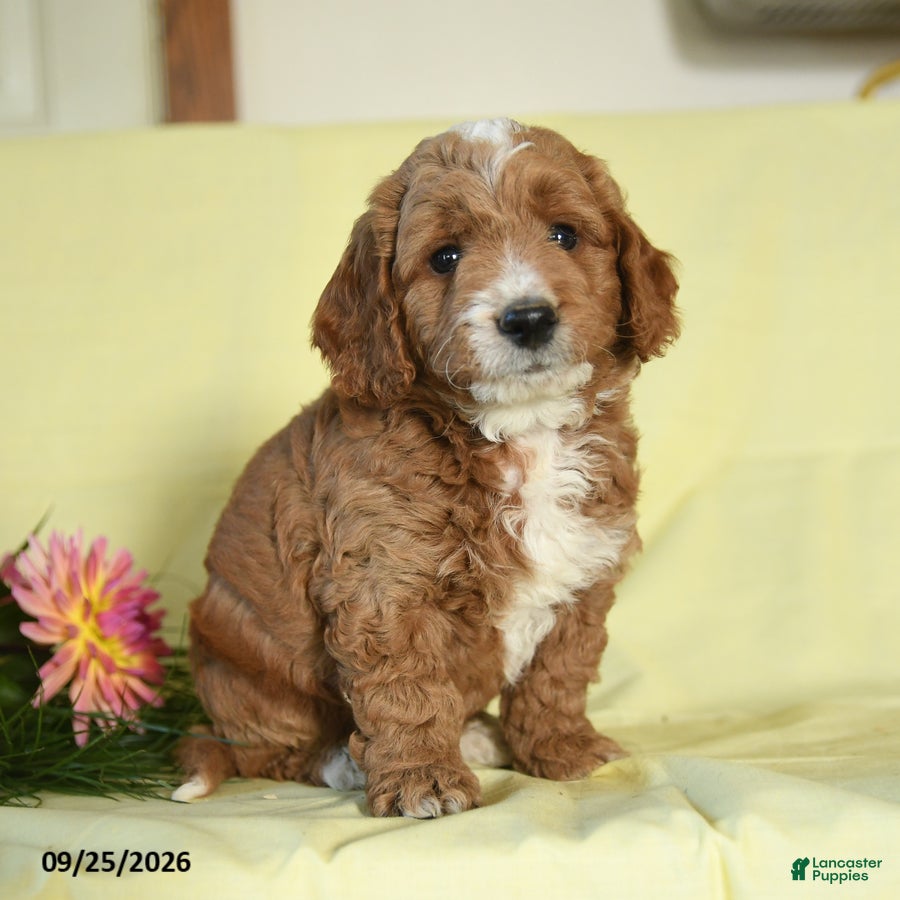 Mini Goldendoodle dogs Wolfgang - Ad 2