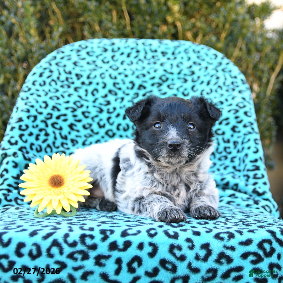 Mixed Breed dogs Lucy - Ad 2