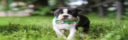 Boston Terrier dogs for sale: Meadow - Ad 5