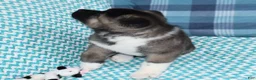 Akita dogs for sale: Zack - Ad 4