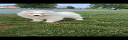 Samoyed dogs for sale: Sophia - Ad 1