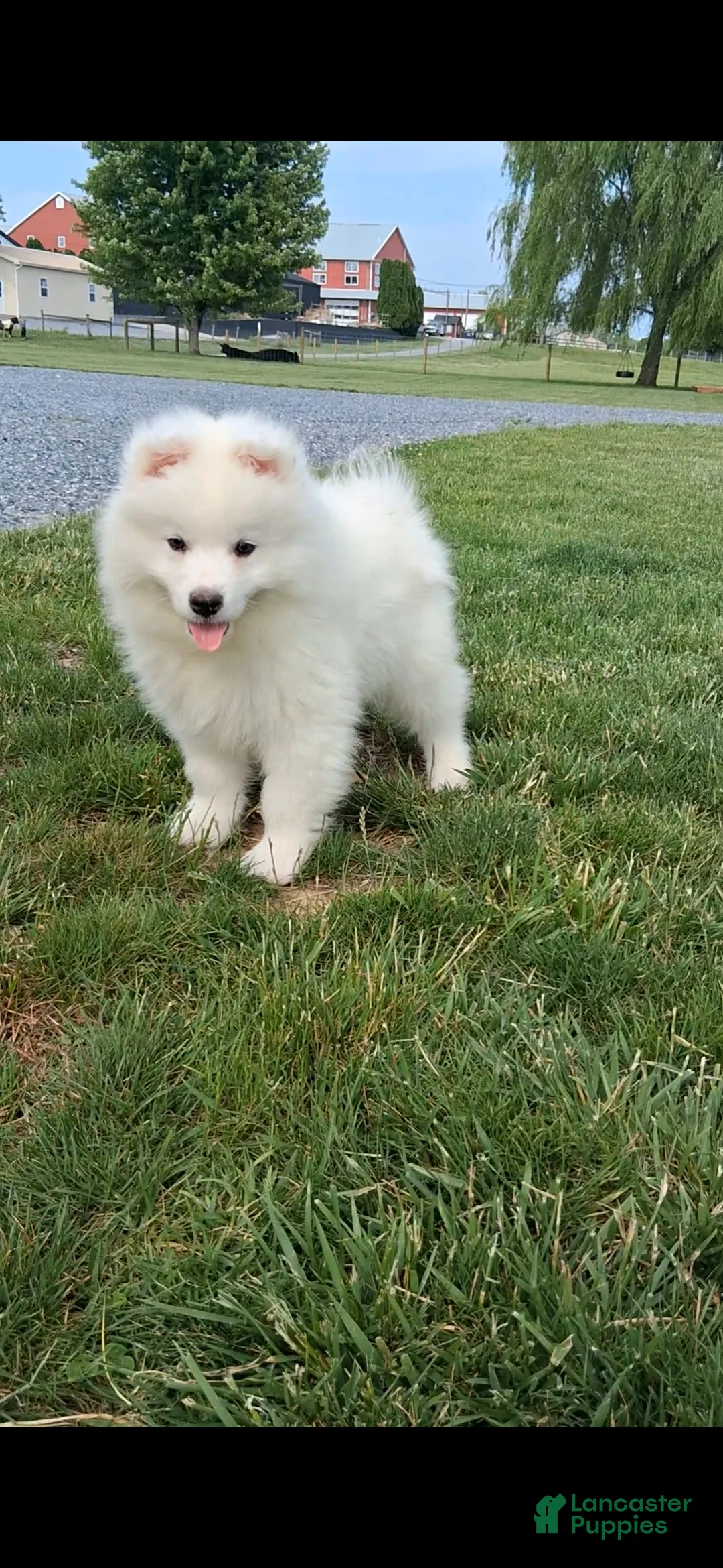 Samoyed dogs for sale: Sophia - Ad 1