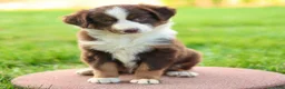 Miniature Australian Shepherd dogs for sale: Joanna - Ad 3