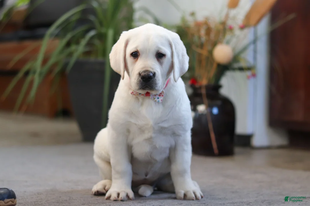 Labrador Retriever dogs for sale: Sally - Ad 2